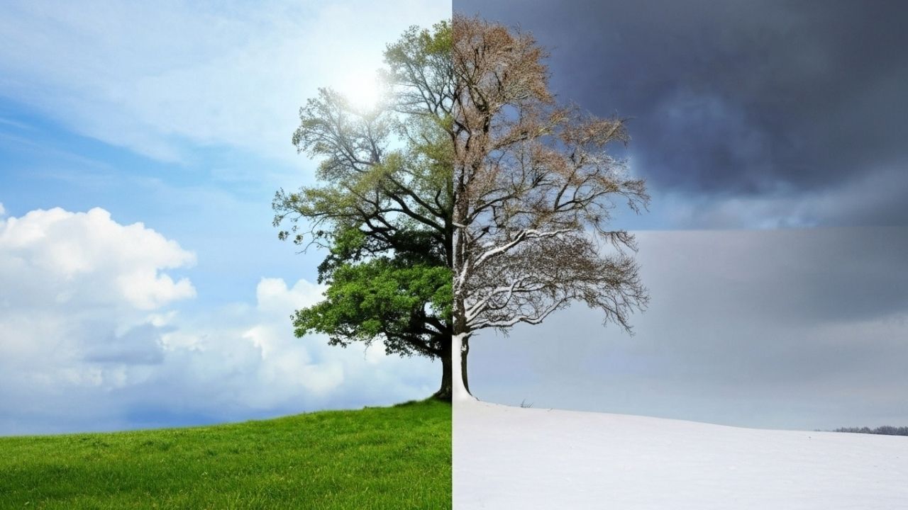 Você Sabe Qual É A Maior Floresta Do Mundo? A imagem retrata o ciclo anual de uma árvore e a mudança das estações, com o lado esquerdo mostrando a primavera/verão e o lado direito, o outono/inverno. A imagem também pode ser interpretada como uma representação visual das mudanças climáticas, que são alterações de longo prazo nos padrões de temperatura e clima do planeta.