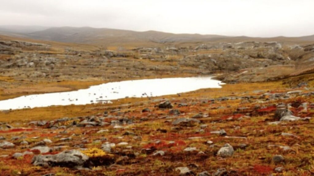 Você Sabe Qual É A Maior Floresta Do Mundo? Paisagem 01 | Floresta, Taiga