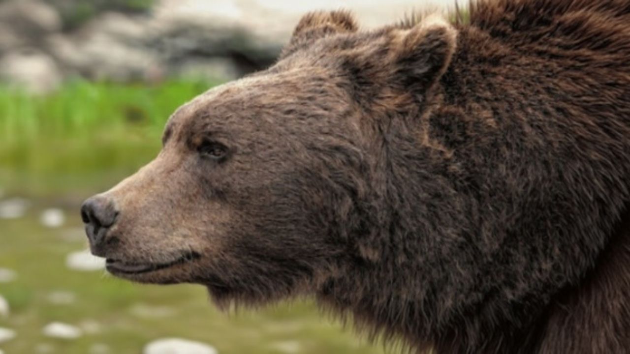 Você Sabe Qual É A Maior Floresta Do Mundo? A imagem mostra um urso-cinzento, também conhecido como urso-pardo (nome científico: Ursus arctos horribilis). É uma subespécie de urso-pardo que habita a América do Norte.