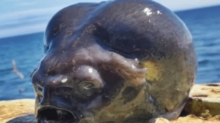 O Peixe Das Profundezas Que Parece Um "Alien"! 1 Peixe alien